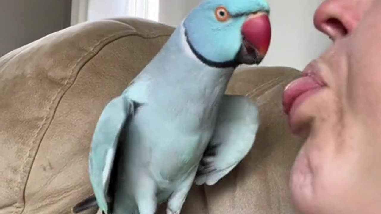 Heart shapped wings means a happy loving bird, even when mom tries to eat him,viral,