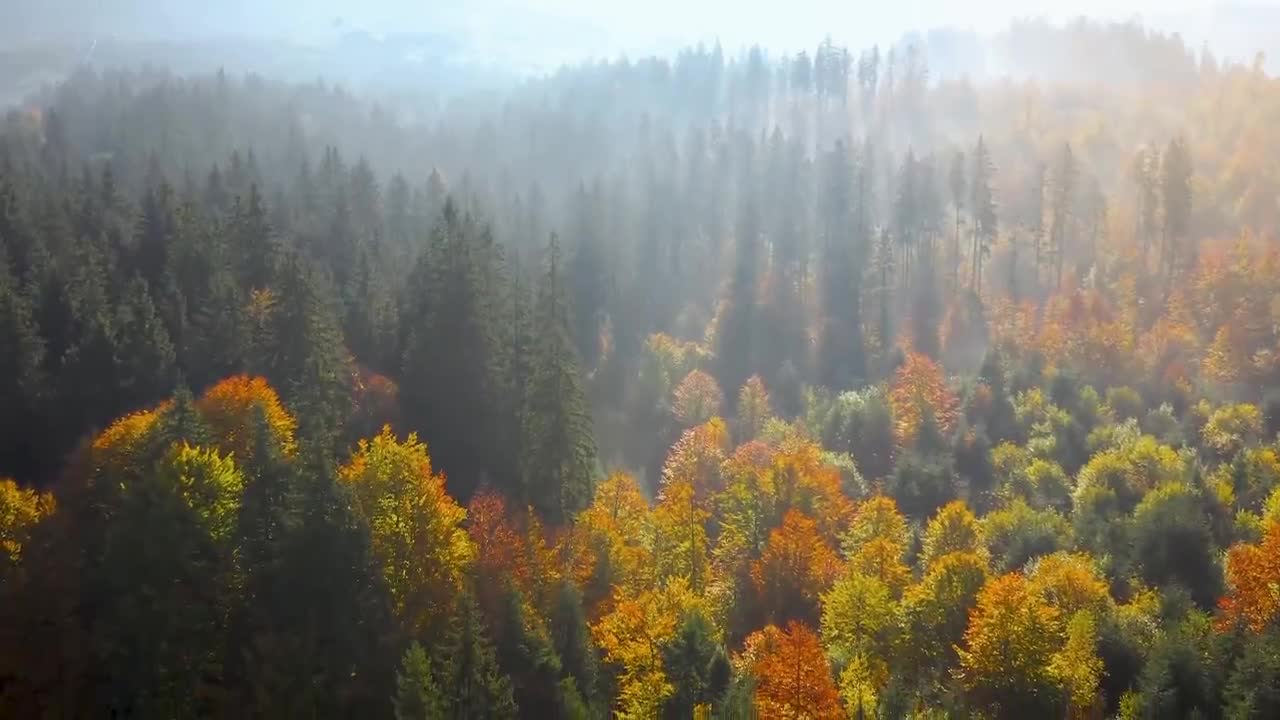 Enchanting Autumn Forests with Beautiful Piano Music