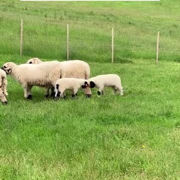 Fighting in lowercase