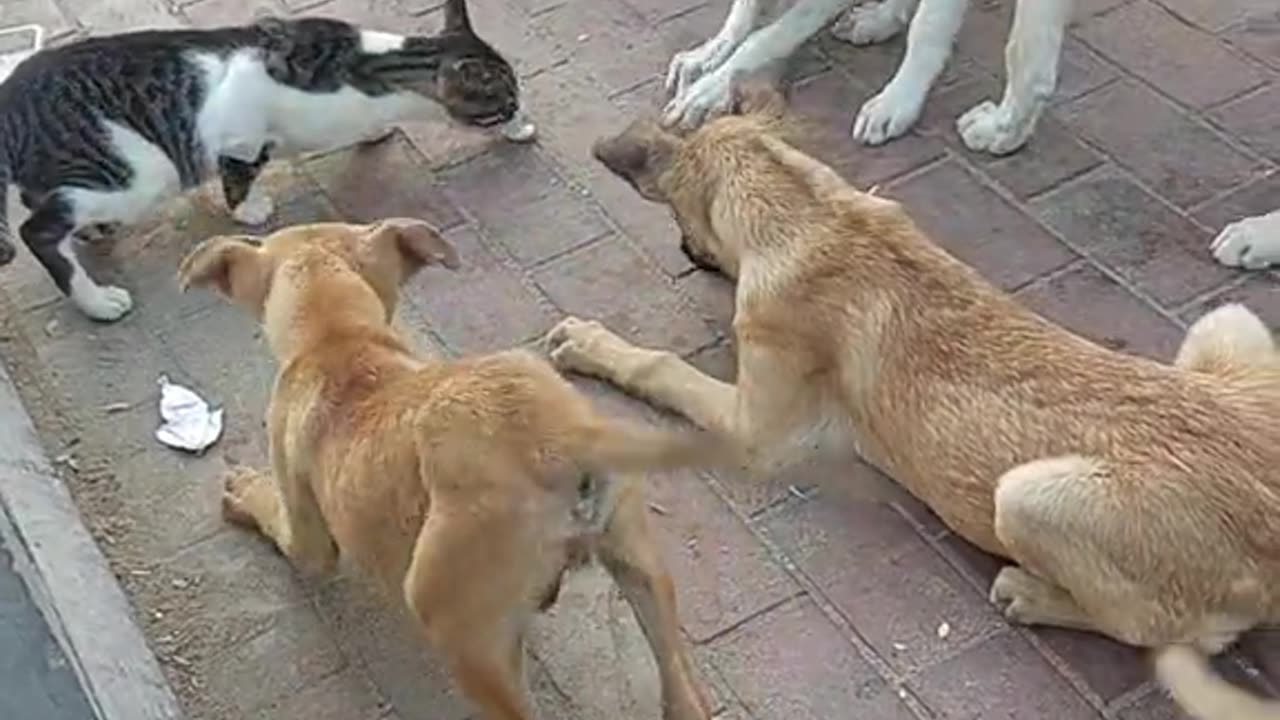 ANIMALS