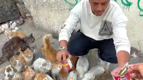 They don't have food, but the cats do????