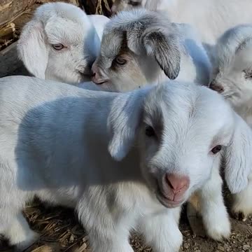 "Tiny Wonders: Adorable Baby Animals Unleashed!"