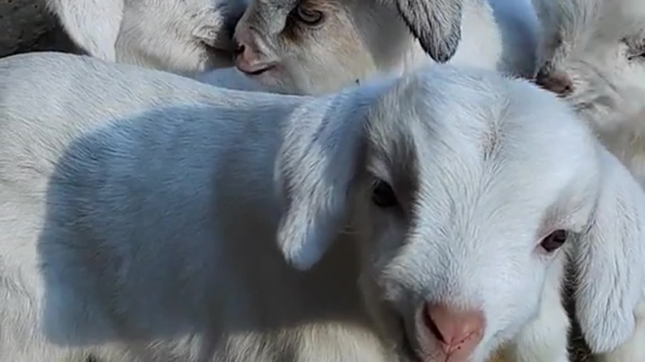 "Tiny Wonders: Adorable Baby Animals Unleashed!"