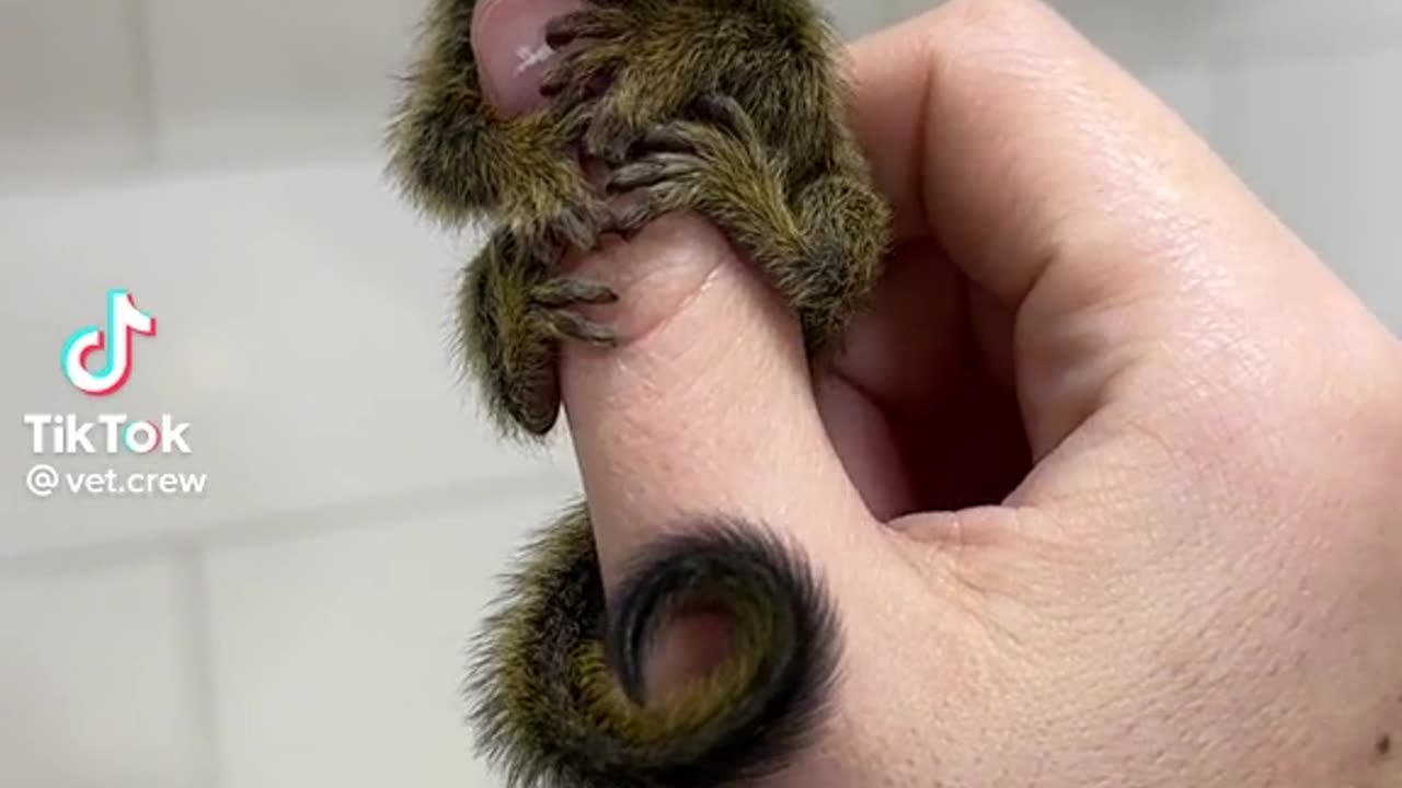 Little Monkey