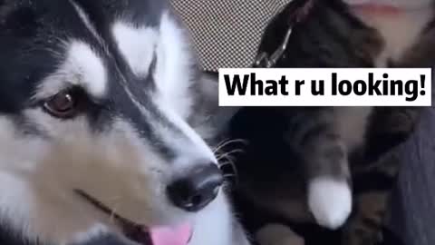 Dog and Cat fighting 😂😂🤣🤣