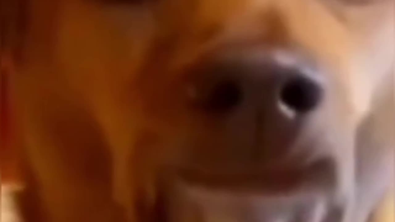 Dog and cat funny videoš¤£