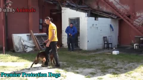 DOGS PROTECTING THEIR OWNERS
