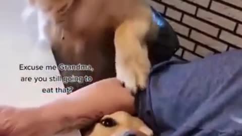 Funny Dog Top video