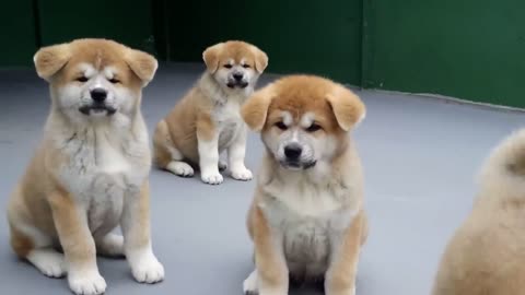 FILHOTES DE AKITA INU