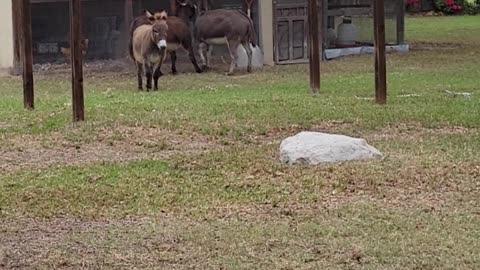 Donkeys being feisty on a cool fall day