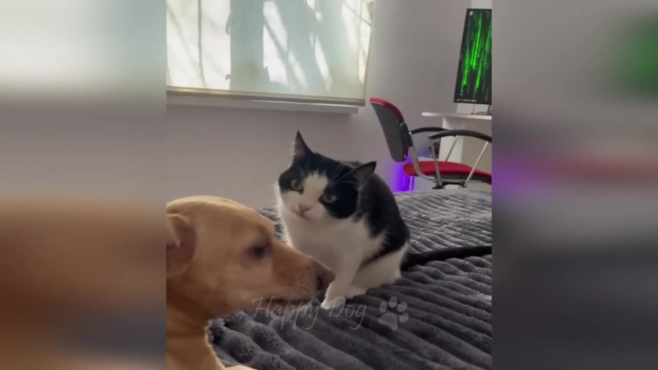 Best Funny Animal Videos Of The 2023 🤣 - Funniest Cats And Dogs Videos 😺😍