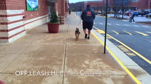 Check Out 5-Month Old Aussie/German Shepherd Mix, Amazing Video! Dog Trainers