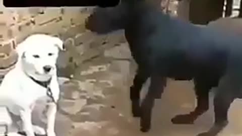 Dog Trying to Explain to the Little Dog #shorts #viral #shortsvideo #video