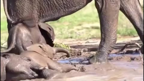 🐘Funny Elephant🐘baby🐘🐘