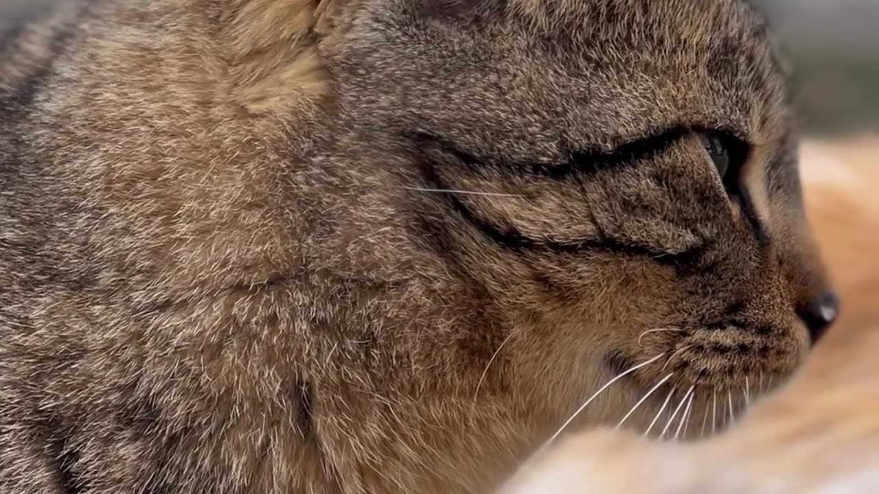 Look In The Eyes Of Cat.