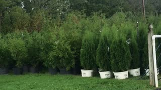 Inside our arborvitae tree farm at Highland Hill Farm call us at 215 651 8328