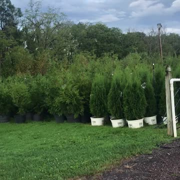 Inside our arborvitae tree farm at Highland Hill Farm call us at 215 651 8328