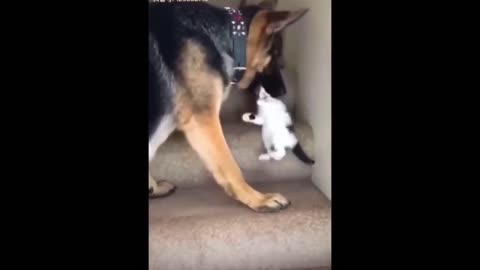 Helping the Kitten Go Upstairs