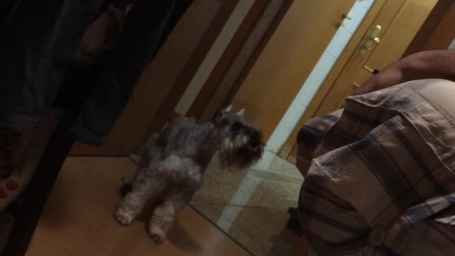 Baby schnauzer howling