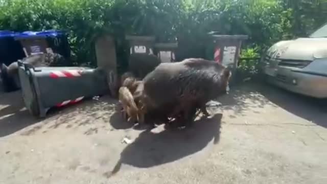 Overtaken by Boars