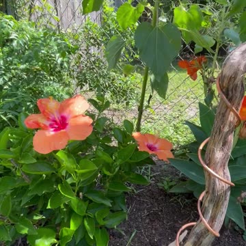 My Electroculture Copper Antennae🔮