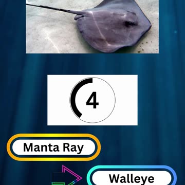 Fish Frenzy 24 A fast-paced quiz