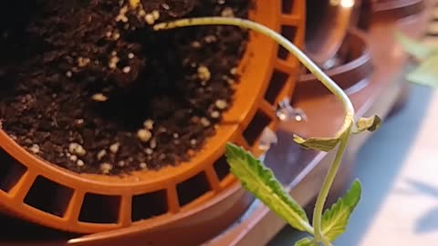 Cannabis Bonsai Plants : Early Development