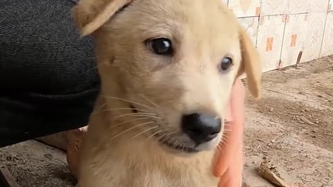 Cute Puppy Neck is locked by his owner