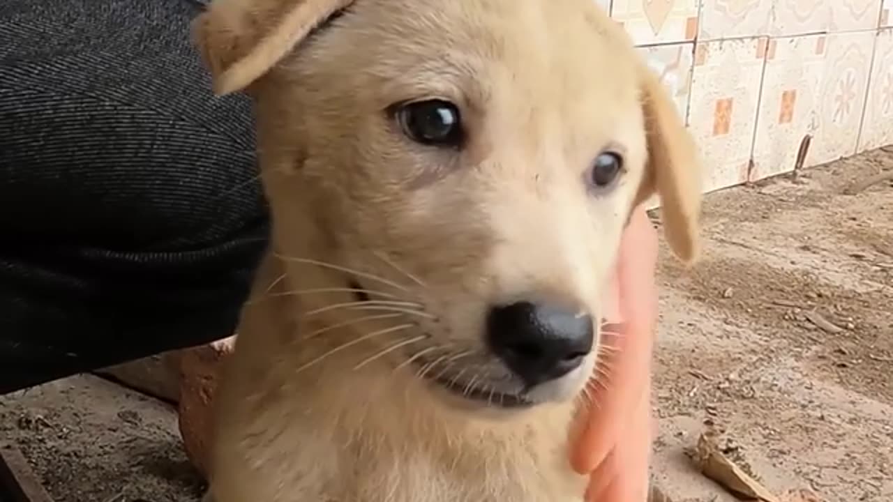 Cute Puppy Neck is locked by his owner