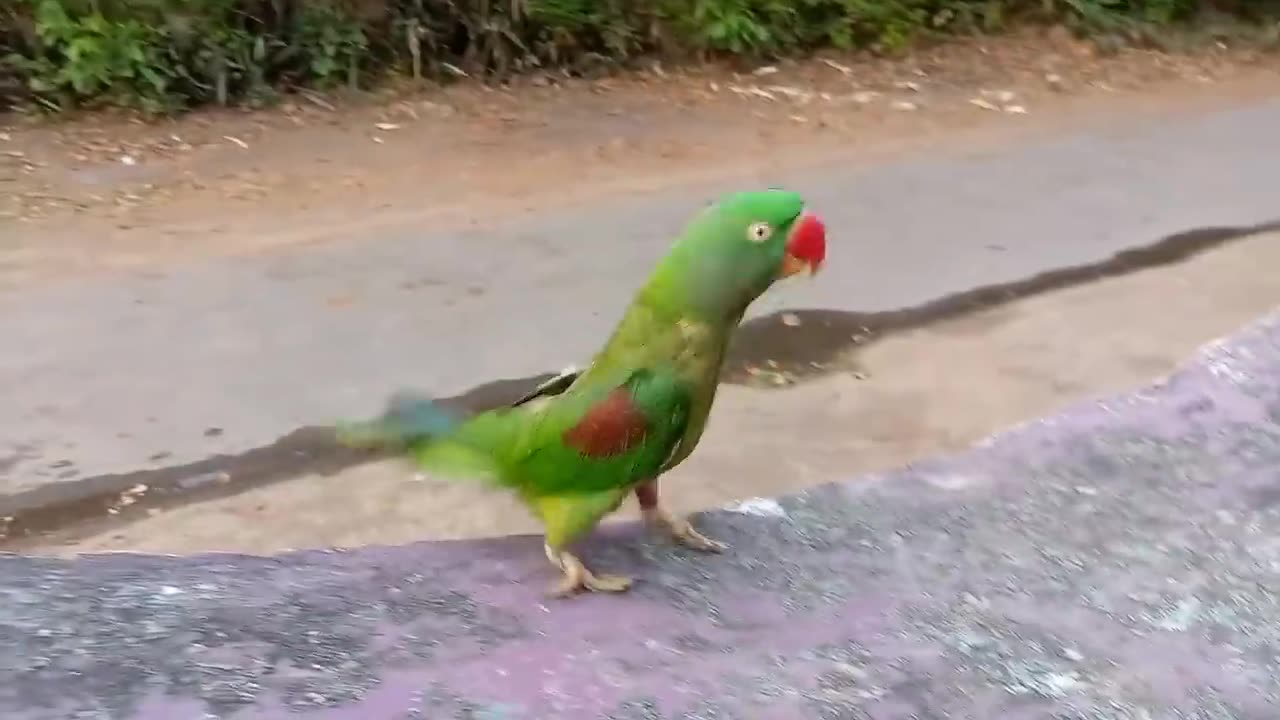 Parot best dancing 2023