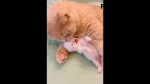 Mom cat with beautifull kitty