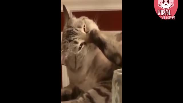 Funniest Cats - Don't try to hold back Laughter 😂 - Funny Cats Life