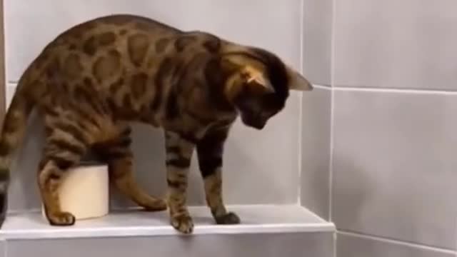 #funny #cute β€ #dogs and #cats πΆπ± part 14