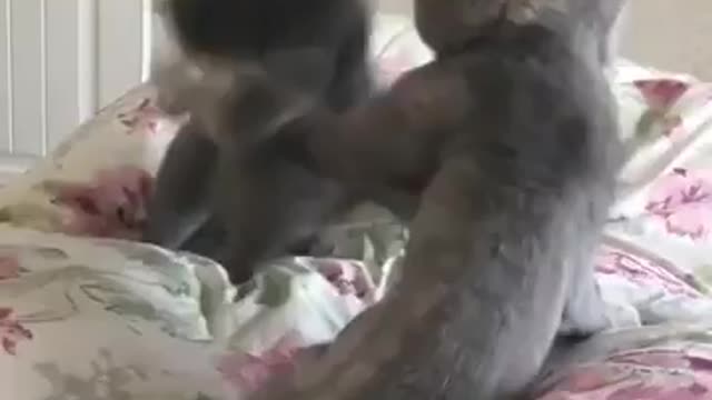 funny cats war