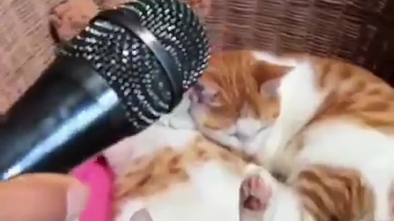 Funny & Cute Cats Compilation (TikTok) #shorts 😻