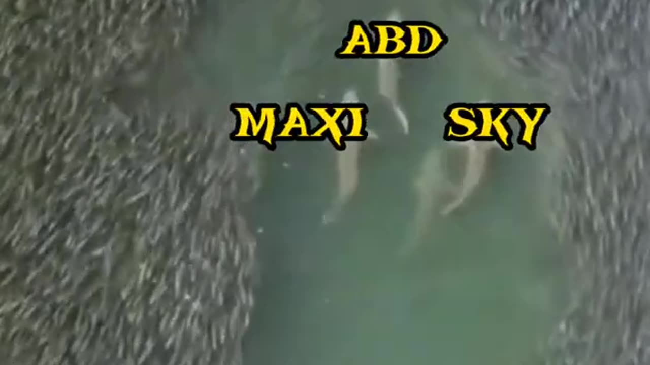 360 shorts