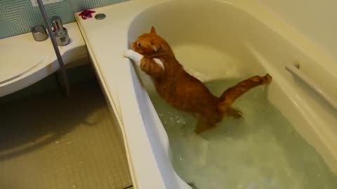 Epic Cats Hate Falling in Water