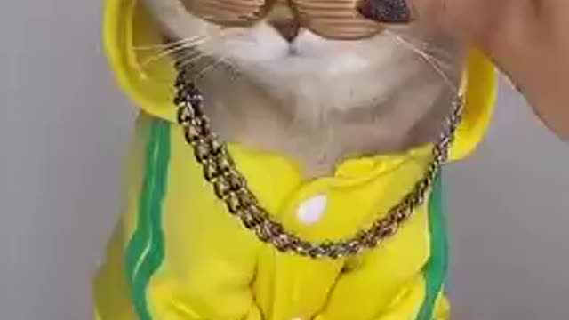 Cat cute baby dance 😀😀😀😀