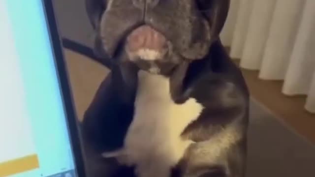 Doggy wants to play