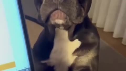 Doggy wants to play