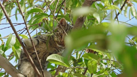 Funny cat watching on tree videos