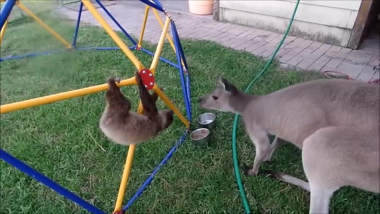 baby sloths being