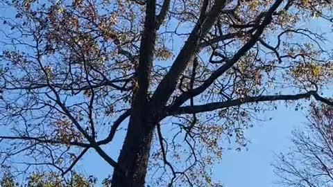 The crew did an awesome job removing this huge oak tree