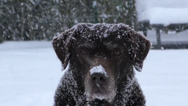 Black labrador giant dog having fun in the snow
