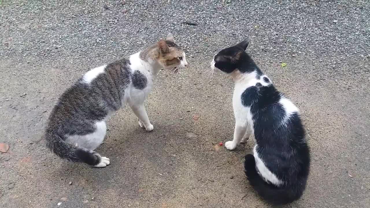 cats fighting funny video with sound