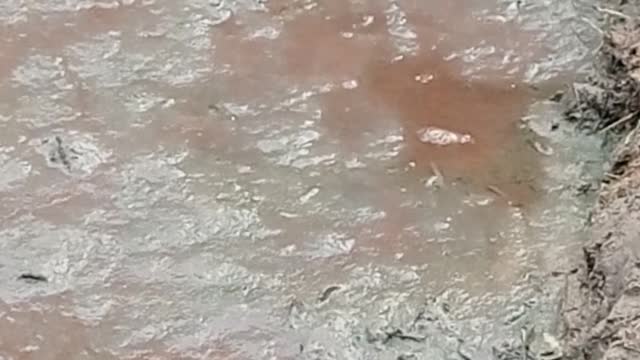 the result of cattle worms that cluster in the morning