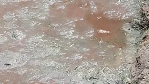 the result of cattle worms that cluster in the morning