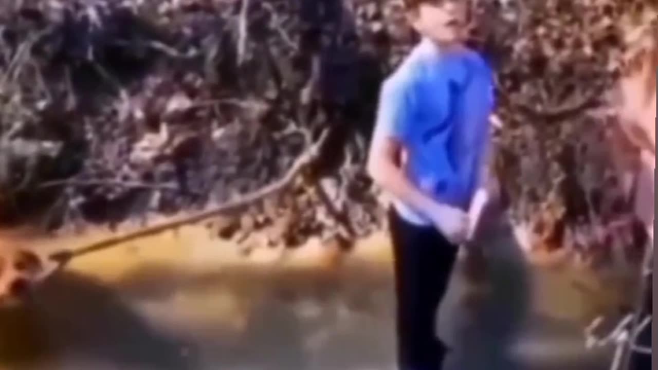 Funny animals video funny world