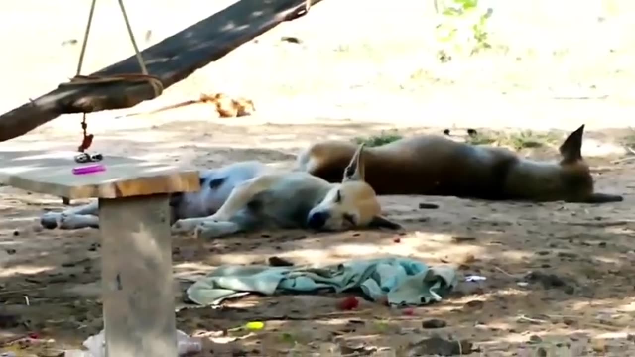 Troll Prank Dog Funny & fake Lion and Fake Tiger Prank To dog & Huge Box Prank to dog