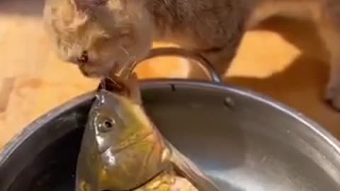 The cat loves fish